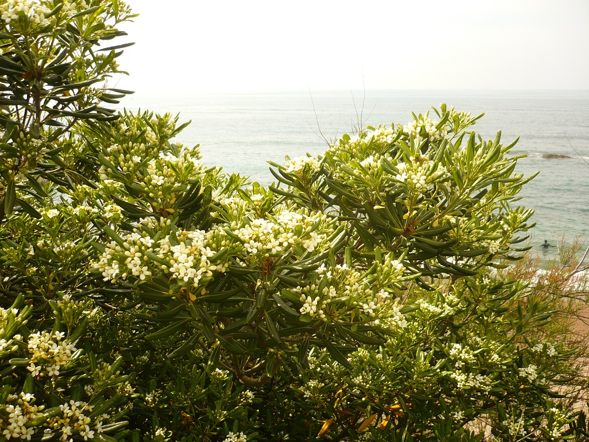 Pittosporum tobira (Pittosporaceae)